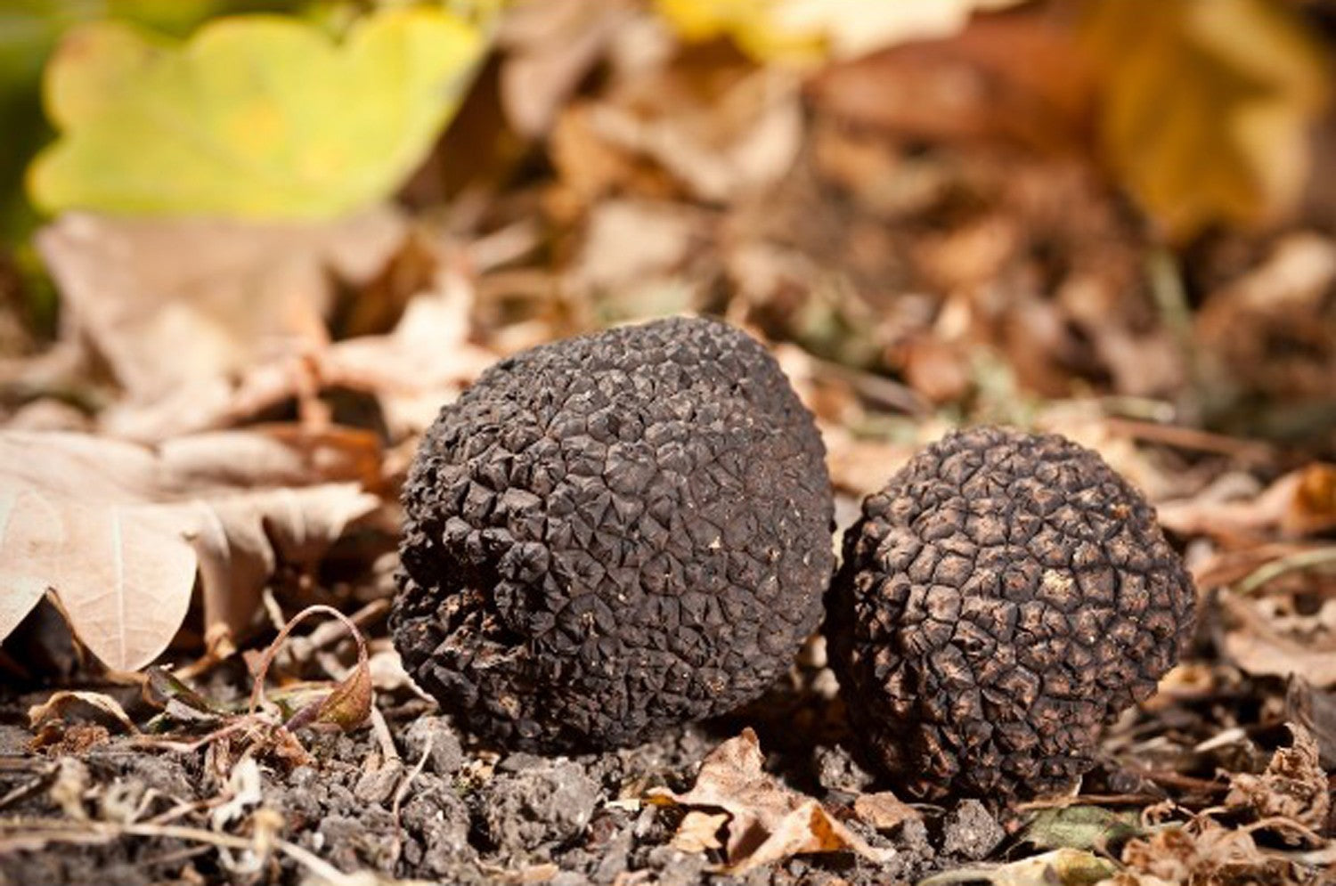 Fresh Black Summer Truffle  Tuber aestivum or Scorzone I quality Fresh 500 gr