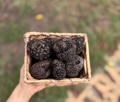 Black Autumn Truffle Tuber Uncinatum Quality A FRESH 400 gr